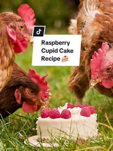 Raspberry Cupid Cake 🍰🐔 Made with love for our favorite girls 💘 You'll need: For the base: • 1½ cups (135 g) rolled oats • 1 whole medium banana • 2 large eggs • ⅔ cup (100 g) frozen raspberries • 1 tbsp olive oil • 1 tsp RUN-CHICKEN VitalMix (optional) For the white bean paste: • 1 cup (190 g) dry white beans • ⅓ cup (100 ml) oat milk • 1 tbsp oat flour Full recipe is on our site 💕 #backyardchickens #urbanfarming #valentinesday #cakesofinstagram #homestead