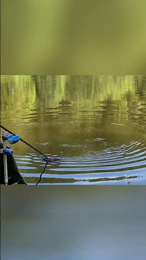 La pêche miraculeuse : attraper l'instant avec un filet #shorts