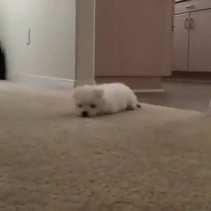 1.8K reactions · 430 shares | Ninja puppy :) :) | Luxury Experiences | Facebook