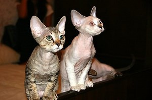 A Devon Rex Is the Best Choice for a Playful and Vocal Cat