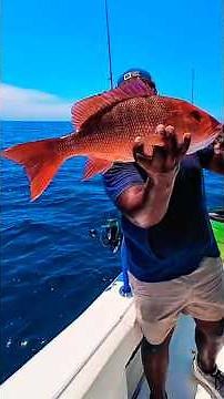 How To Catch Red Snapper On A Chicken Rig: Epic Fishing Trip Off the Coast of Pensacola, FL #fishing