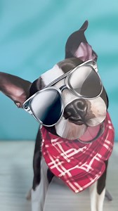 Our Pop-Up Pets aren’t just cards—they're a way to connect. With 14 mix-and-match accessories and a matching note card, you can create the perfect message, your way. | Freshcut Paper