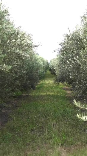 Fresh Press Farms on TikTok