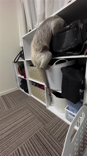 Understanding Anteaters and Their Habitat