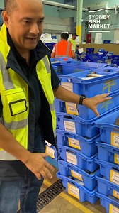 Ever wondered how we keep track of the tonnes of seafood we trade every day? Erik explains our auction's traceability system in this video. | Sydney Fish Market