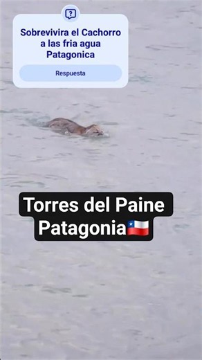 "Pumas extreme winter"🐅🐅🐅🏔 #torresdelpaine #patagonia #wildlife