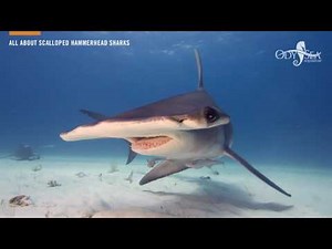 All About Scalloped Hammerhead Sharks