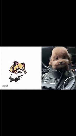Dog Rapping in Chinese #memes #meme #shorts