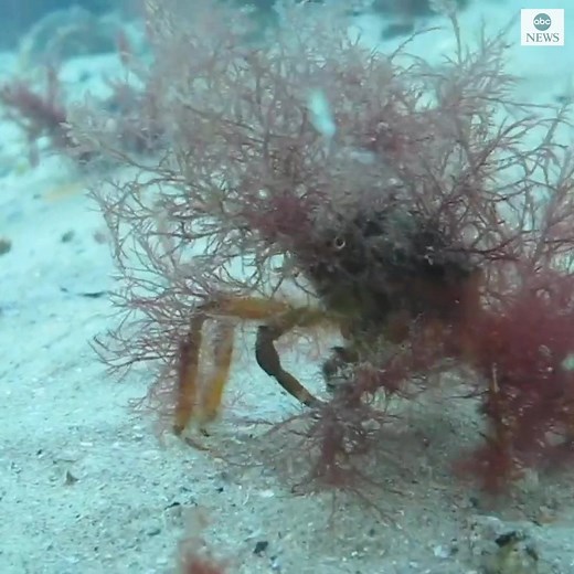 112K views · 2.2K reactions | CRAB-ULOUS: A crab uses a bright pink weed as camouflage as tries to avoid predators. https://abcn.ws/3ilNOa2 | ABC News | Facebook