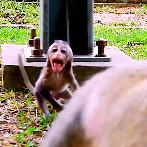 29K views · 674 reactions | Tiny Lola super crying angry mother Leyla leave her alone! | Monkeys Premature | Facebook