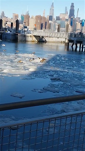 Why fly when you can float 🦆🦆🧊