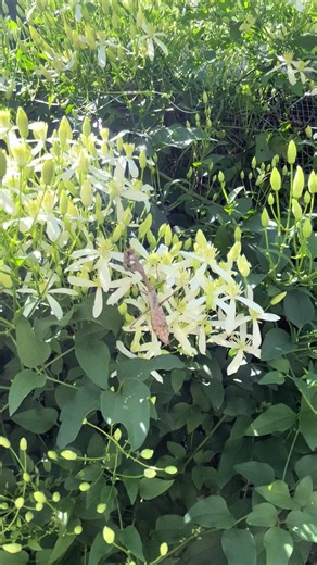 Did you know that Praying Mantises like to lay their eggs in clematis vines? And they eat aphids 🤓 This is a sweet autumn variety (Clematis Terniflora) and I definitely don’t recommend planting it because it’s extremely invasive. Mine is growing on my chicken coop and I’m able to cut it off at the base every year to keep it under control. There is a native version called Virgin’s Bower (Clematis Virginiana) which is what I thought I was buying when I got this. The difference is that the native 