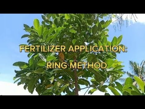 FERTILIZER APPLICATION : RING METHOD