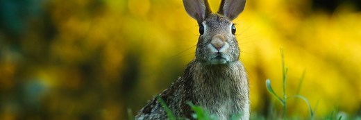 Rabbit Farming: 6 Things (2025) You Must Know