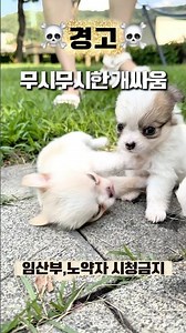 나온이와 다온이 #장모치와와 #치와와