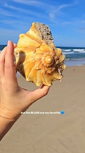 OBX has the BEST Shelling! 🐚 #outerbanks #shelling #seashellhunting | The Seashell Mermaid