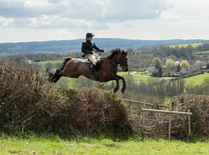 6 wonderful roans we would love to get our hands on this week - Horse & Hound