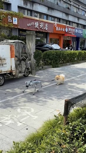 Ravi | por Roberto Brandão on Instagram: "Isso não é conceito. Já está acontecendo. Cães-robô já patrulham ruas, entregam objetos e aprendem rotas sozinhos com IA. Sensores, visão computacional e machine learning no mundo real. A convivência entre IA, robôs e vida real já começou. 👉 Você acha que o Brasil está pronto para esse cenário? #Spitz #spitzalemao #luludapomerania #poms #stormtroopervlog"