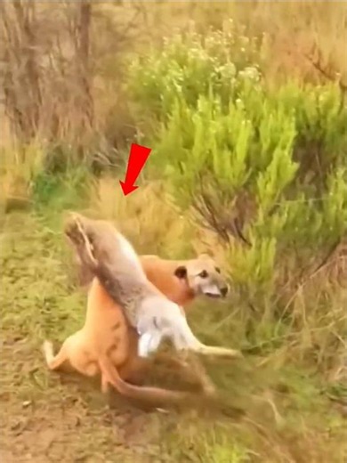 Brave Rabbit Mom Saved Her Babies 🐇❤️