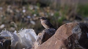 Wheatear sitting on stone, flying away - wildlife