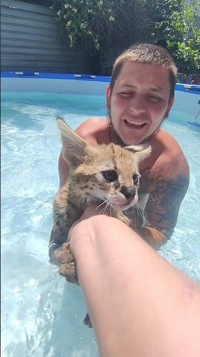 Serval is engaged in swimming.Сервал плавает в бассейне. #сервал #cat #serval #каракал #caracal