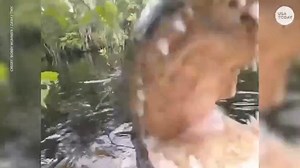 Florida gator steals camera from wildlife photographer