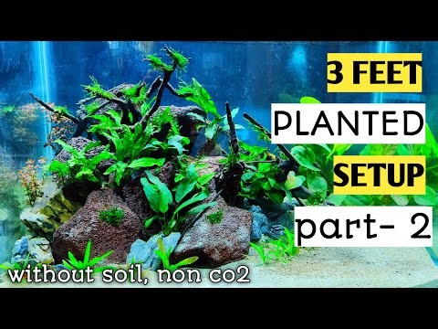 low tech planted tank | without soil, without co2