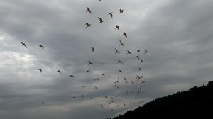 How to help migratory birds along their fall journey across Virginia