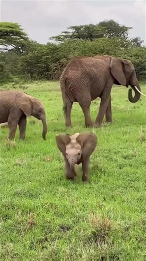Baby éléphant 🐘 #cute #elephant ​#animal #nature #shorts #cuteanimals #funnyanimals #cute