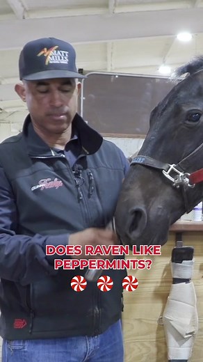Raven the Mustang getting into the holiday spirit. 🎅🏽