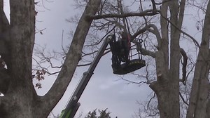 Triad tree service companies work ahead of winter storm