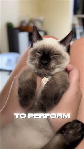 CUTTEST CAT Balinese Cat #catvideo #catlovers #petlovers #cute #catbreed #kitten #cat #catmemes