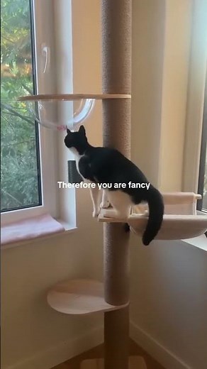 When your tuxedo cat is actually a queen
