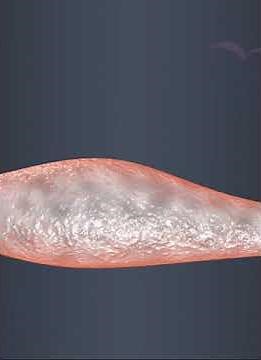 Anatomy of Mamery gland (3D Animation)