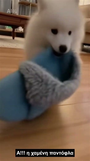 funny dog #pets #funny #cute #animals #dog #cutedog #funnypuppy #cutedog#puppy#κουταβι#κατοικιδια