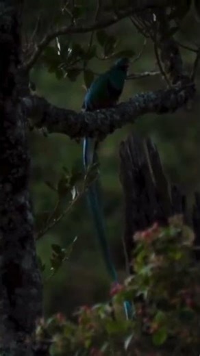The Magnificent Resplendent Quetzal: A Jewel of Central America #shorts #birds #birdslovers #nature