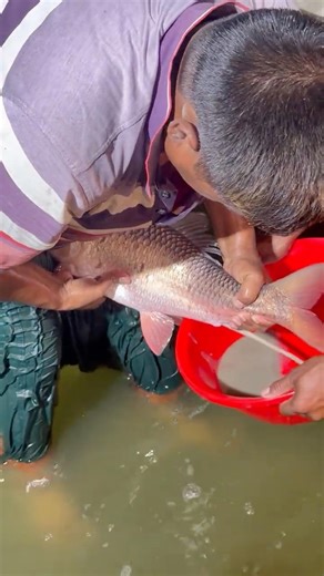 Vietnami Red Rohi Breeding #shots