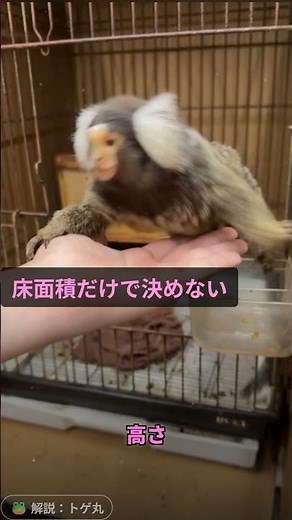 🐒 小さい体でも動きは立体的！コモンマーモセット #shorts