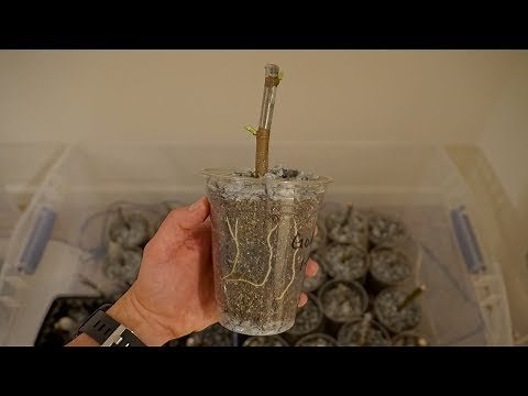 Rooting Fig Cuttings - Lessons Learned This Season & Tips For Success