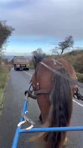 Betty | Lee Griffin Horse training