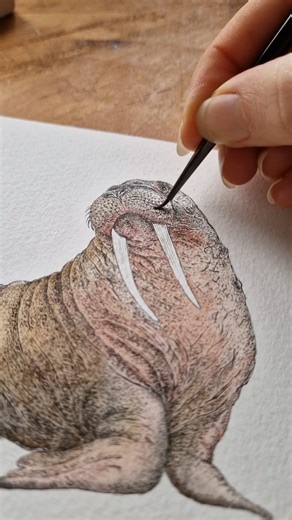 Rachel Brooks | Ocean Artist on Instagram: "Continuing the winter wildlife theme ✨️ It's definitely felt wintery in Scotland the last week, with big storms and dark mornings ❄️ It's amazing how some species have adapted to survive and even thrive in some of the harshest conditions on the planet 🧊 Walruses are found in the north pole and arctic ocean, adults can be identified with their characteristic tusks. They can reach an impressive 1 metre in length! Males tusks are slightly larger, and the