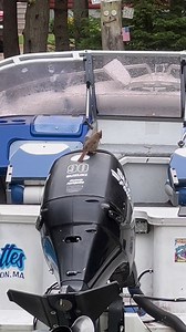 I found who’s been crapping on the outboard cover ! #birds #birdphotography | Savingmemoryarchives