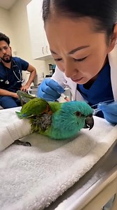84K views · 2.9K reactions | Parrot Begs to Fly Again 列 A green parrot lies injured on the exam table, one wing bandaged. He cries and asks the nurse if he will fly again. She promises he will. His voice trembles. The camera captures his wet eyes and shaking beak. The room feels quiet and real. #emotional #shorts #usa #parrot #nurse #heartfelt #animalcare #viral #realmoment #trending | Smile of Prosperity | Facebook