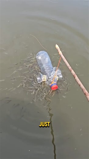 The Fish Calling Bread #shortvideo #shorts