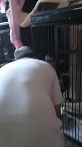 16K views · 1.3K reactions | I caught Vinny, my talking Galah cockatoo trying to swindle Johnny for $50 bucks. I think he knows he's famous. #galahcockatoo #galah #cockatoo #talkingcockatoo #funnybird #bird #engagednotcaged #marlenemccohen #parrotlover #talkingparrot #funnyparrot | Marlene Mc'Cohen | Facebook