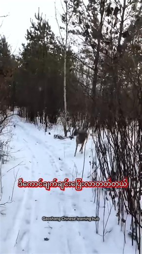 Learning Chinese with cute animals 😀 🎈 Capreolus pygargus #chineselanguage #chineselanguagecourse #fypageシ #foryou #fypage #sharing #cuteanimals #cute#funnyvideo #knowledgesharing | Gao Shang Chinese Learning Hub