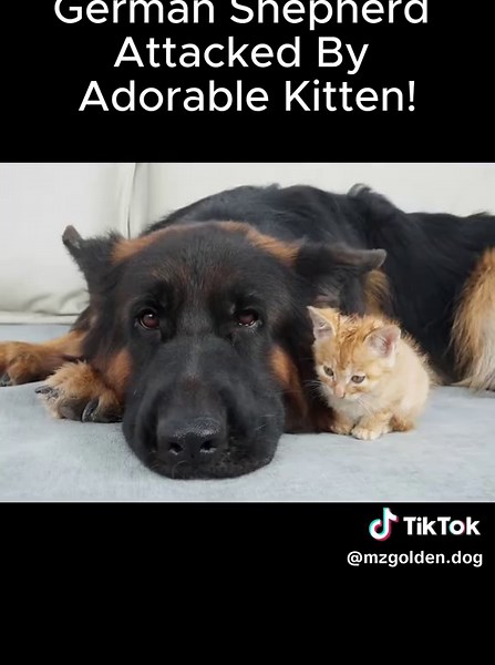 German Shepherd Meets Adorable Kitten