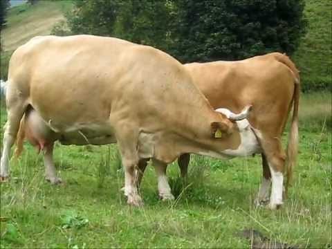 Cows milking themselves / Kühe, die sich gegenseitig melken