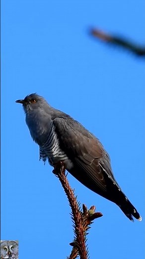 Common cuckoo sound singing call Gjøk sang chirping Kuckuck Koekoek #shorts Nikon coolpix p1000