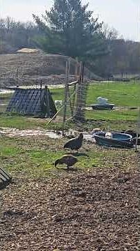 Fertilizing Goose Eggs #WhittAcres #enjoynaturetoday #homesteadinglife